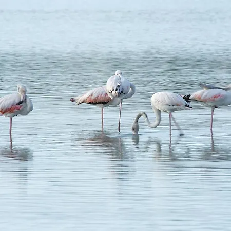 Guzman - Coral شقة كاليبي